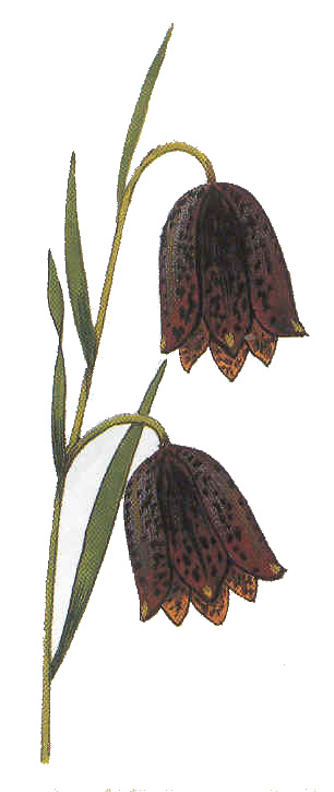 0003 okFritillaria tvn Spetsvn